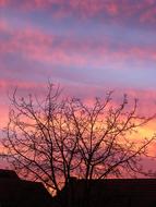 Evening Sky Tree