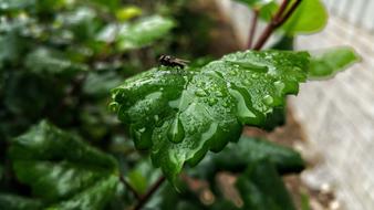 Leafs Fly Insect