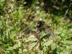 Dragonfly Old Water Insect