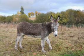 Donkey Gray Equine Domestic