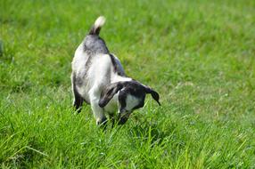 goat playing in the grass