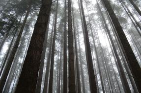 Forest Mist Fog