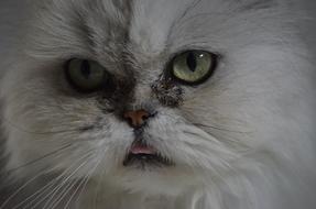 Persians Portrait Cat