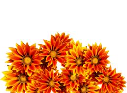 collage of orange flowers