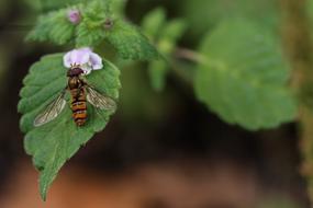 insect on violet leaf