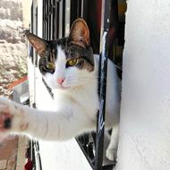 Cat looking from Window House