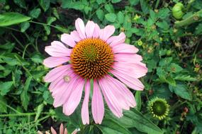 Close up of a flower in the grass