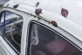 Leaves Car Leaf