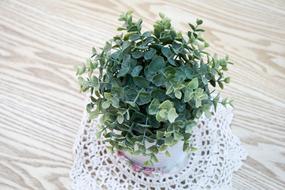 potted house flowers on the table