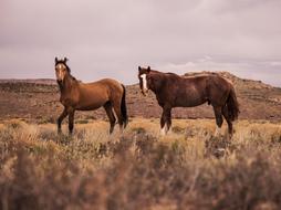 Horse Animal Brown