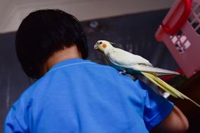 Bird Kid