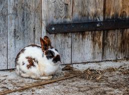 Brown Black And White Rabbit