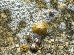 Mussels Sea