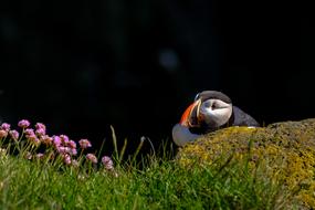 funny bird hiding