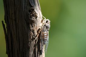 Flying Insect Animal Outdoor