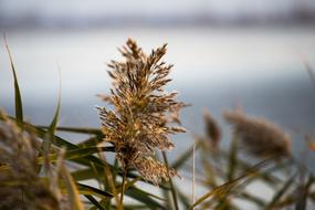 Reed Flower Lake Aquatic