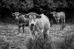 Black And White photo of rural Cow Pasture