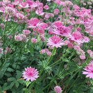 Astrantia Pink Flower