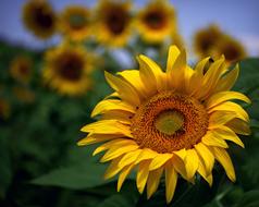 gorgeous field of flowers