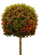 red apples on a tall tree