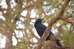 Bird Oasis Animal