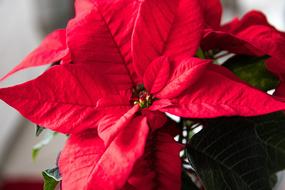 red bow Christmas gift