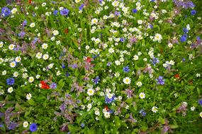 Wild Flowers Nature