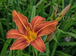 gorgeous lily in the grass