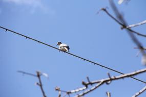 Dove Bird Lines