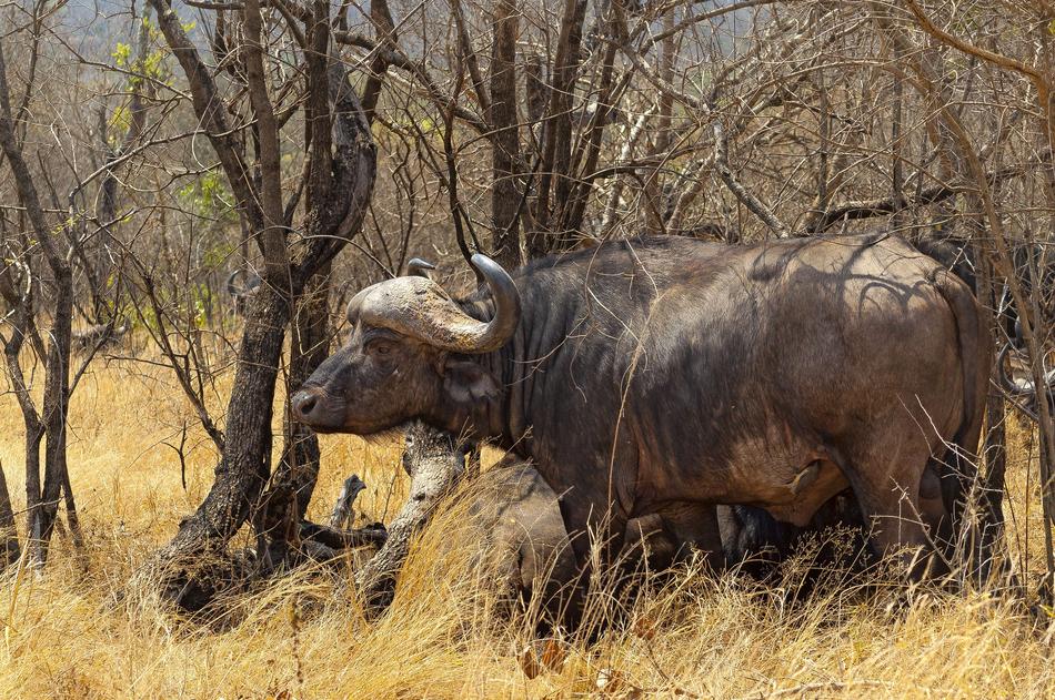 Cape Buffalo Savannah Africa