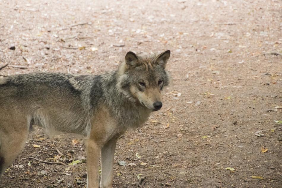 Timberwolf Wolf Animal