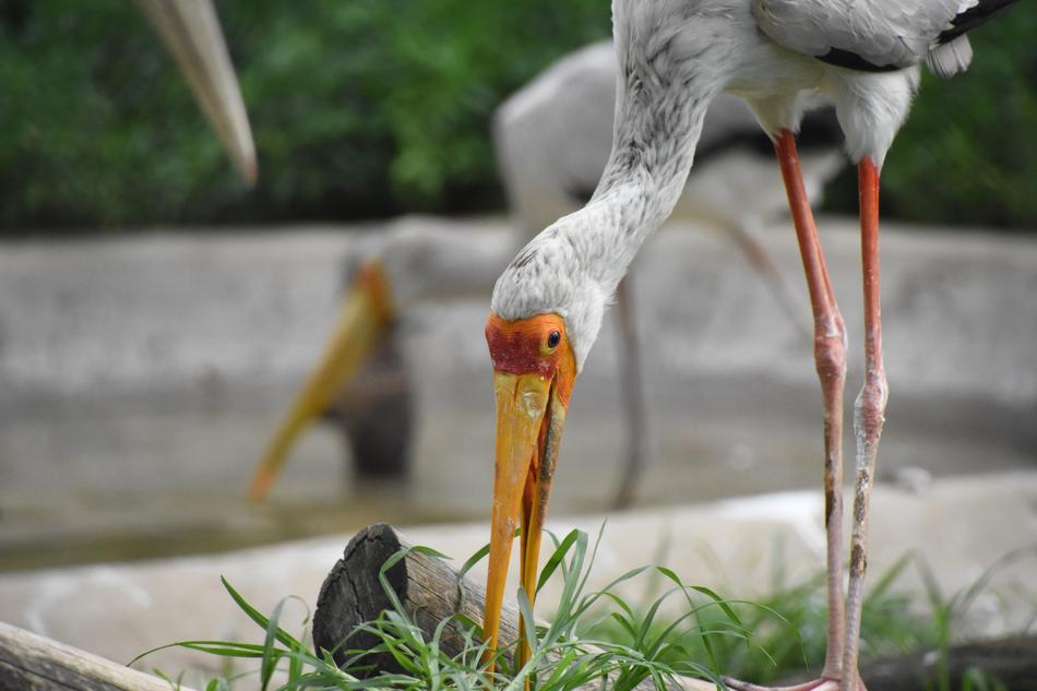 Herbivorous Birds Animal The Tip