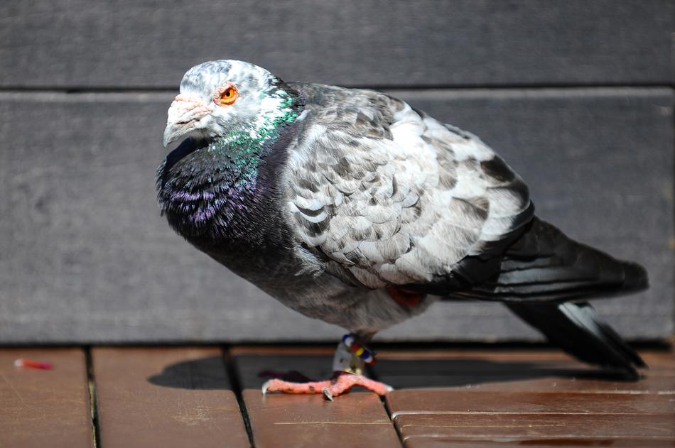 Pigeon Bird