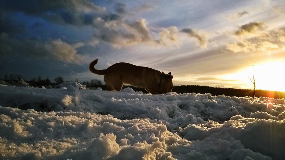 Snow Winter