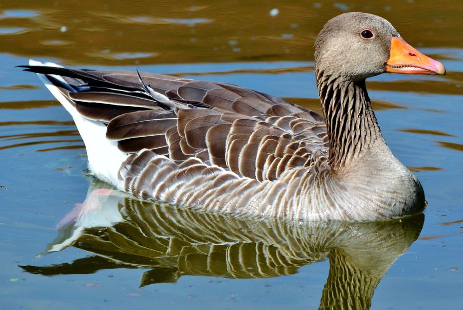 Wild Goose Bird Water