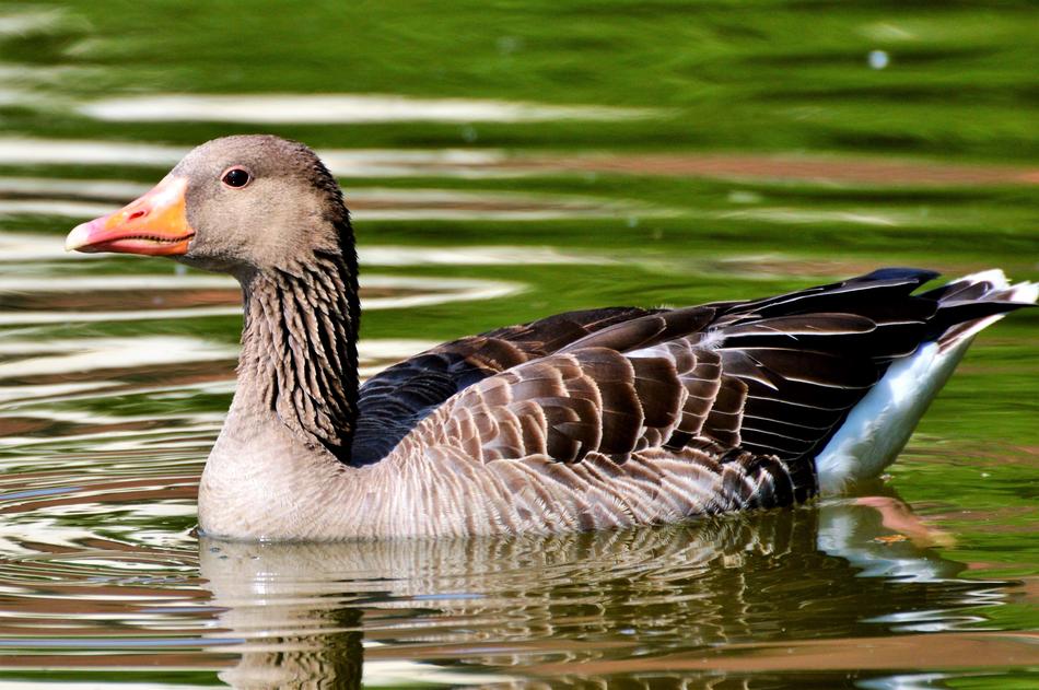 Wild Goose Bird Water