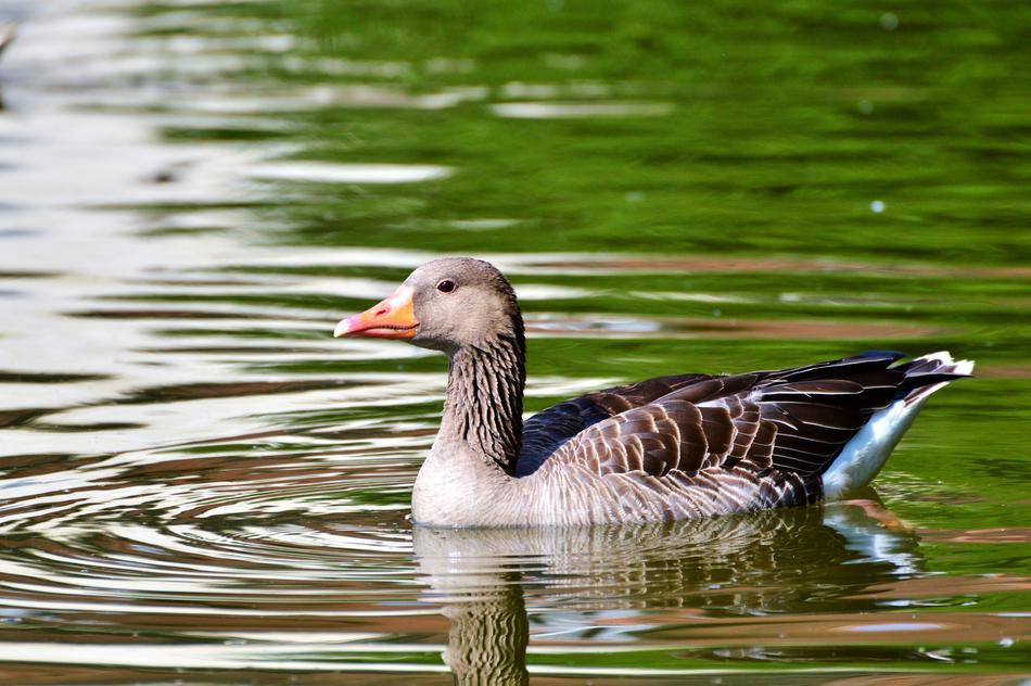 Wild Goose Bird Water
