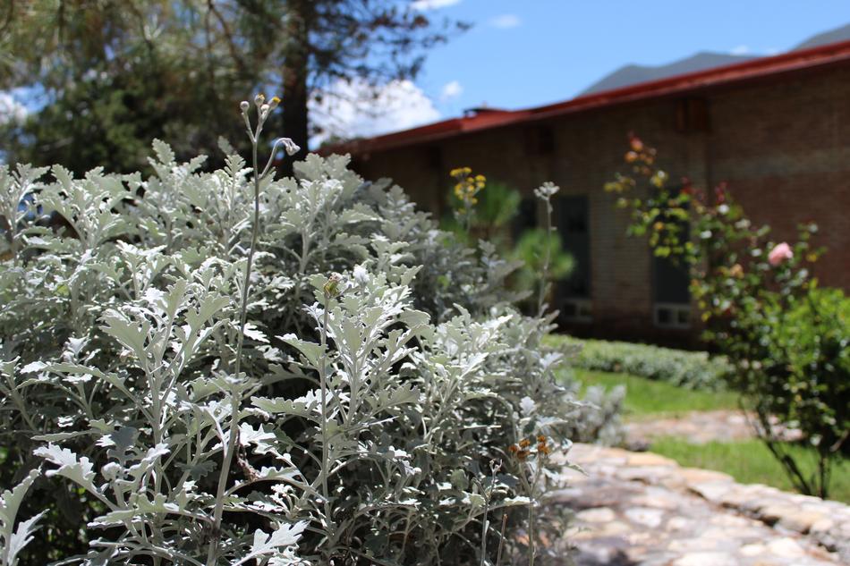 Garden Summer Plants