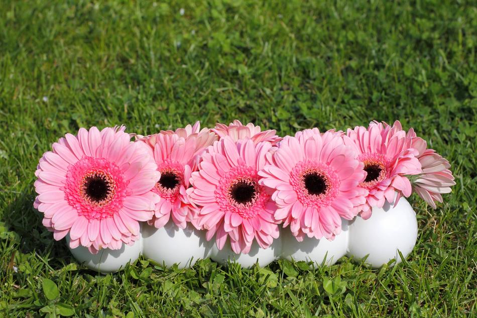 Flowers Gerbera Background
