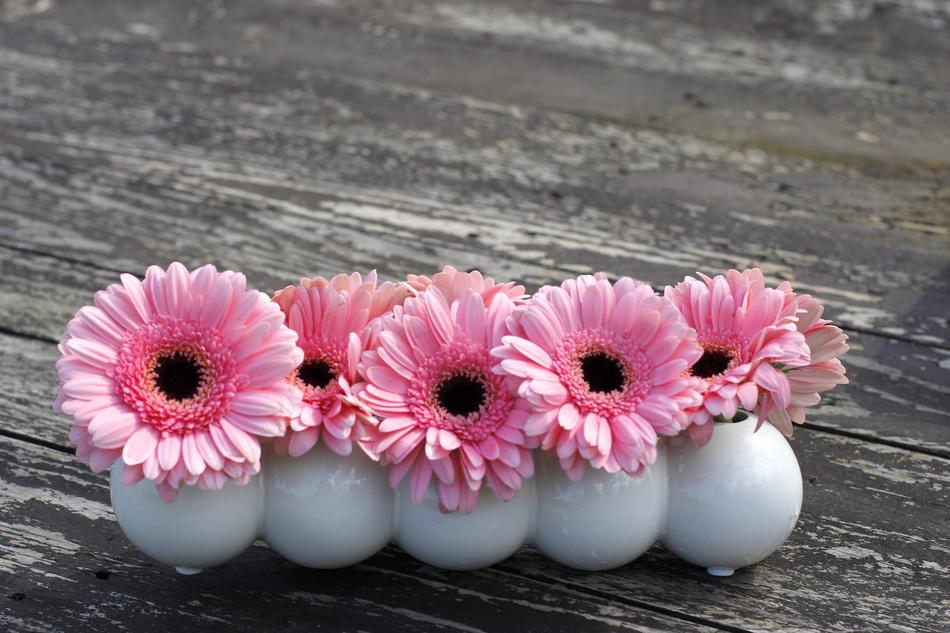 Flowers Gerbera Background