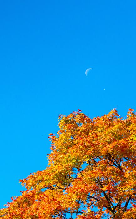 blue sky with an autumn tree