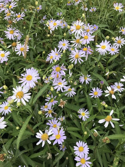 a beautiful field of daisies in the grass