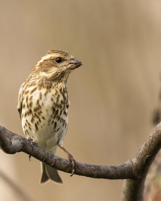 Female Purple Finch Avian