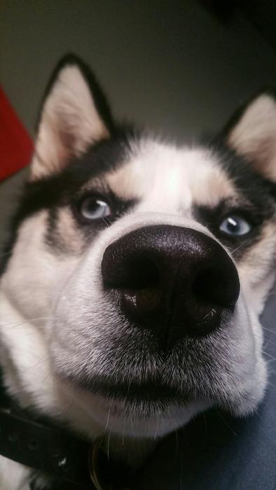 Dog Nose Husky