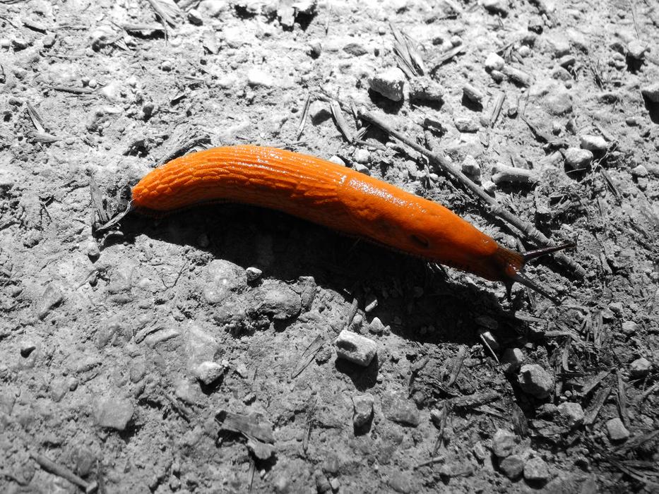 Snail Rock Sea Nature