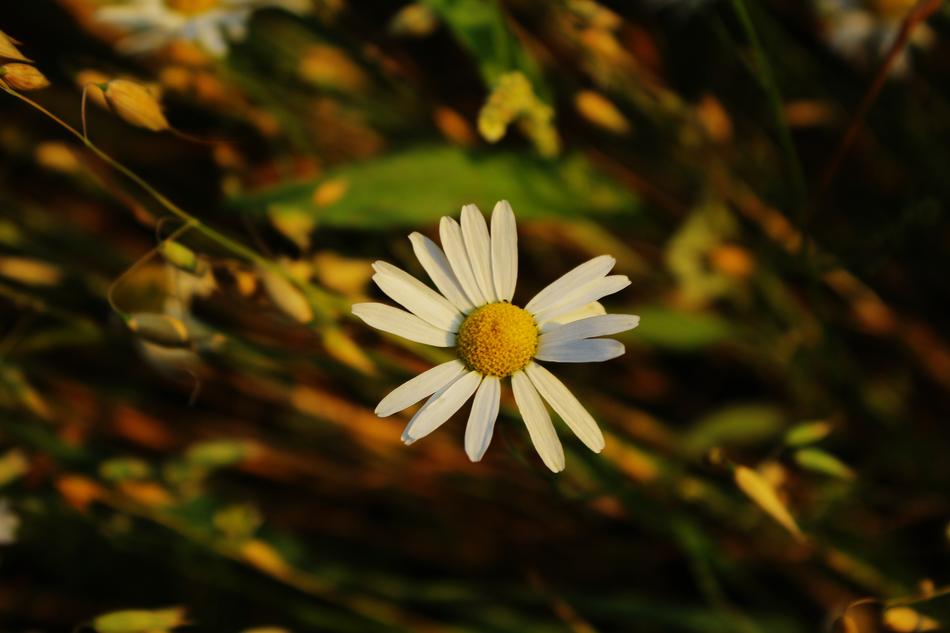 Daisy The Background Village