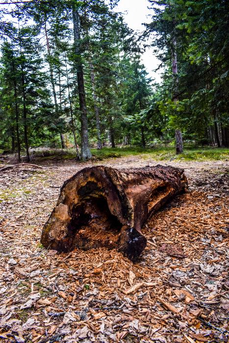 an old log in the woods