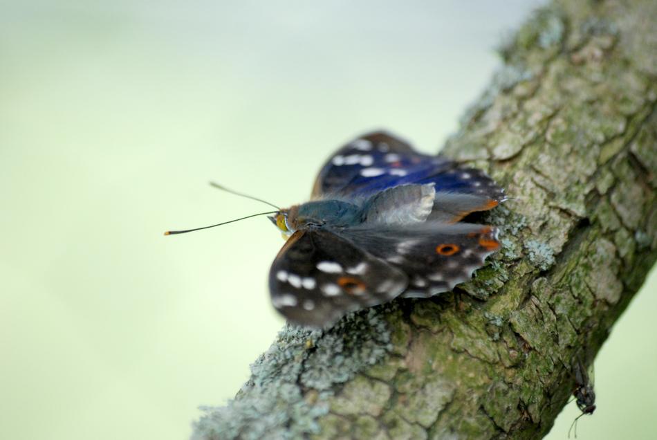 Butterfly Tree Branch