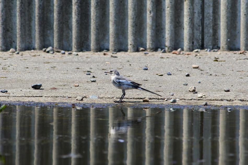 Animal Little Bird High Security