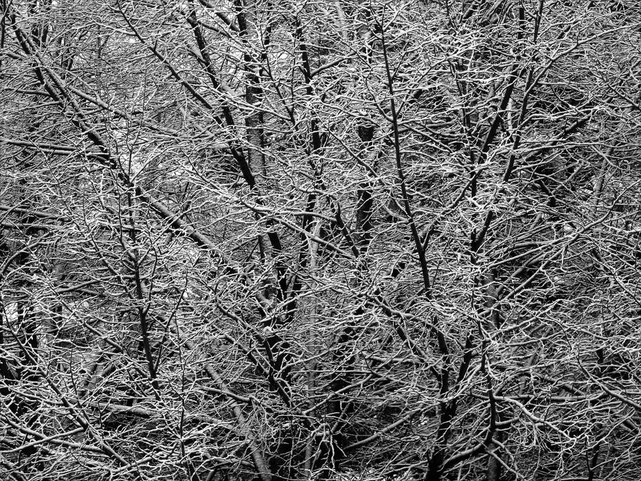 Tree Ice Cold